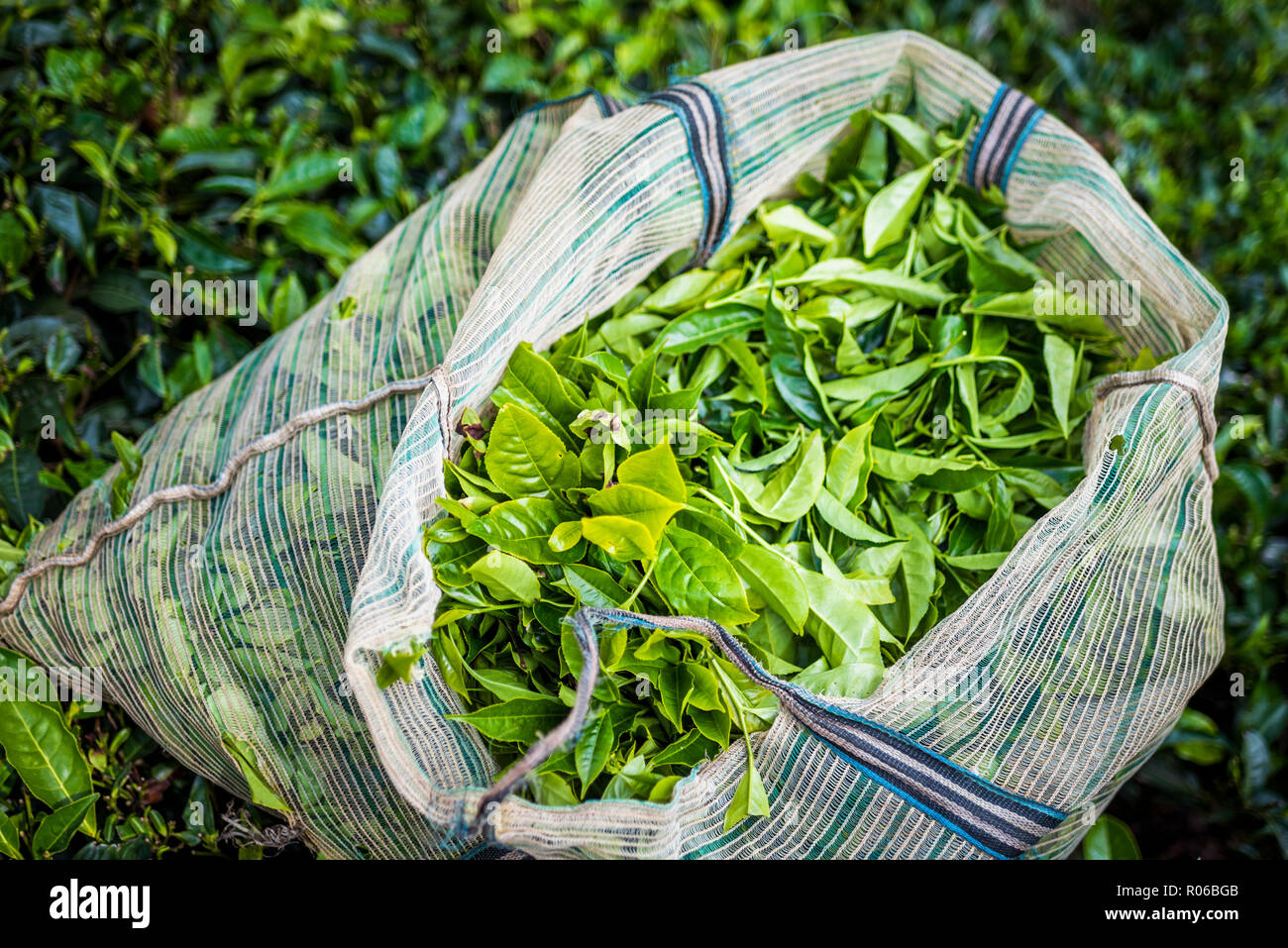 Le piantagioni di tè, Munnar in i Ghati Occidentali montagne, Kerala, India, Asia Foto Stock
