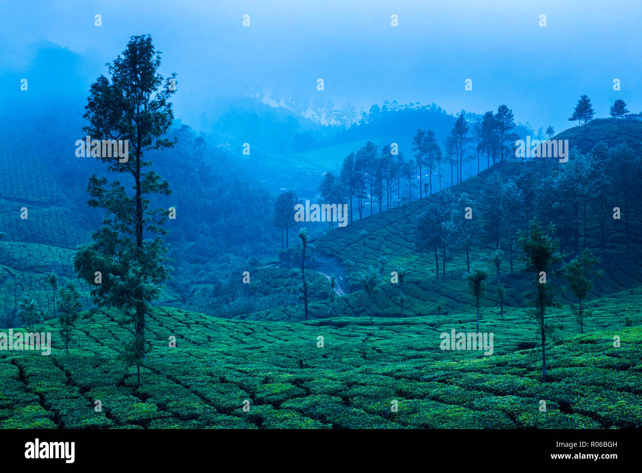 Le piantagioni di tè, Munnar, i Ghati Occidentali montagne, Kerala, India, Asia Foto Stock