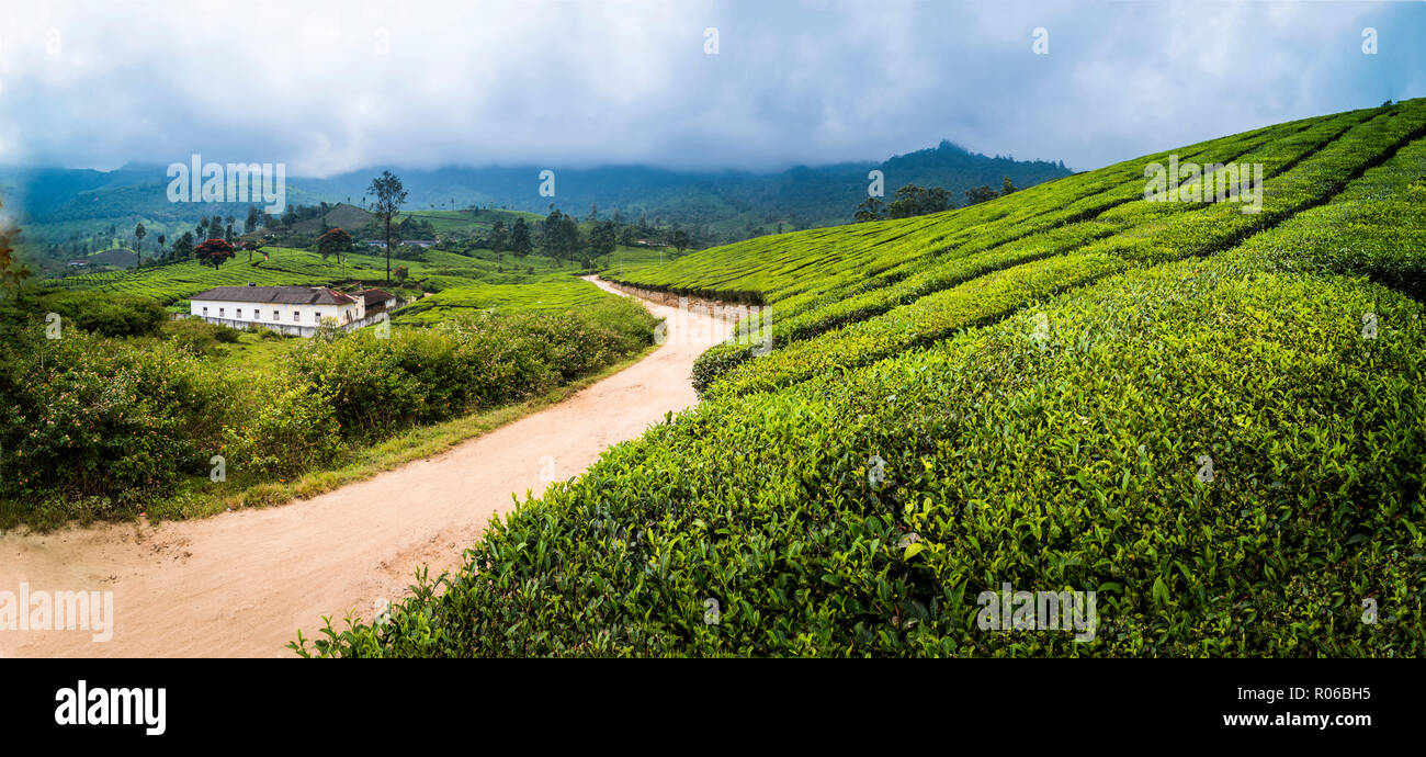 Le piantagioni di tè paesaggio vicino a Munnar in i Ghati Occidentali montagne, Kerala, India, Asia Foto Stock