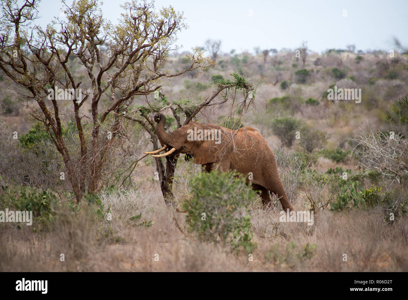 Elefante in parco nazionale orientale di Tsavo, Kenya, Africa Foto Stock