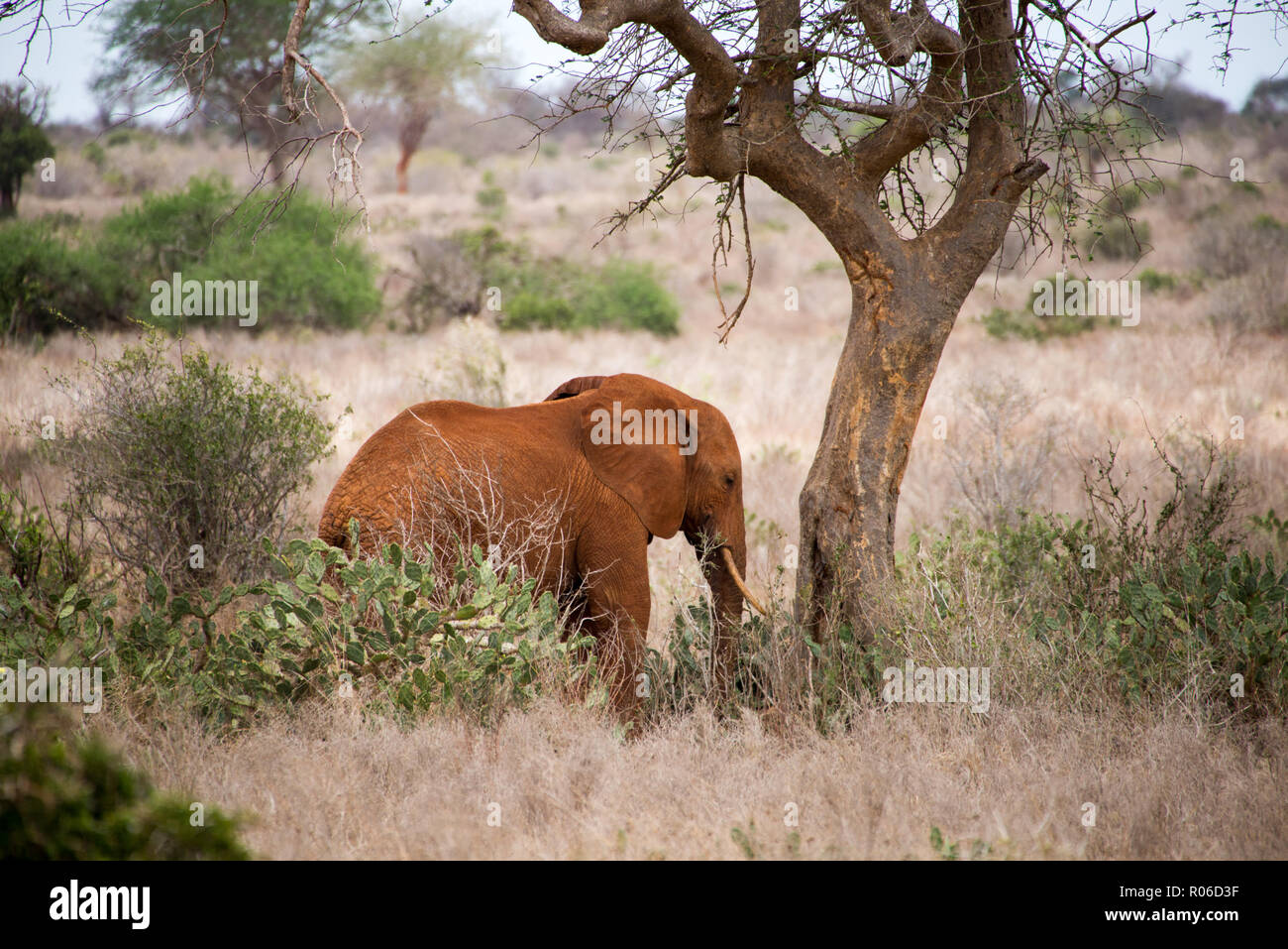 Elefante in parco nazionale orientale di Tsavo, Kenya, Africa Foto Stock