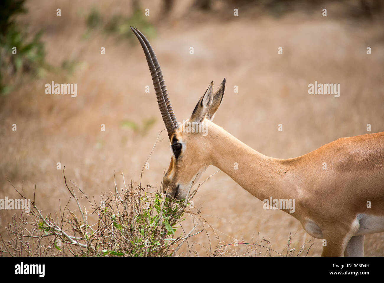 Antelope nel parco nazionale orientale di Tsavo, Kenya Foto Stock