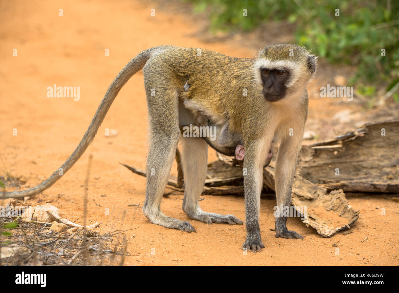 Vervet monkey con il bambino nel Tsavo National Park in Kenya Foto Stock