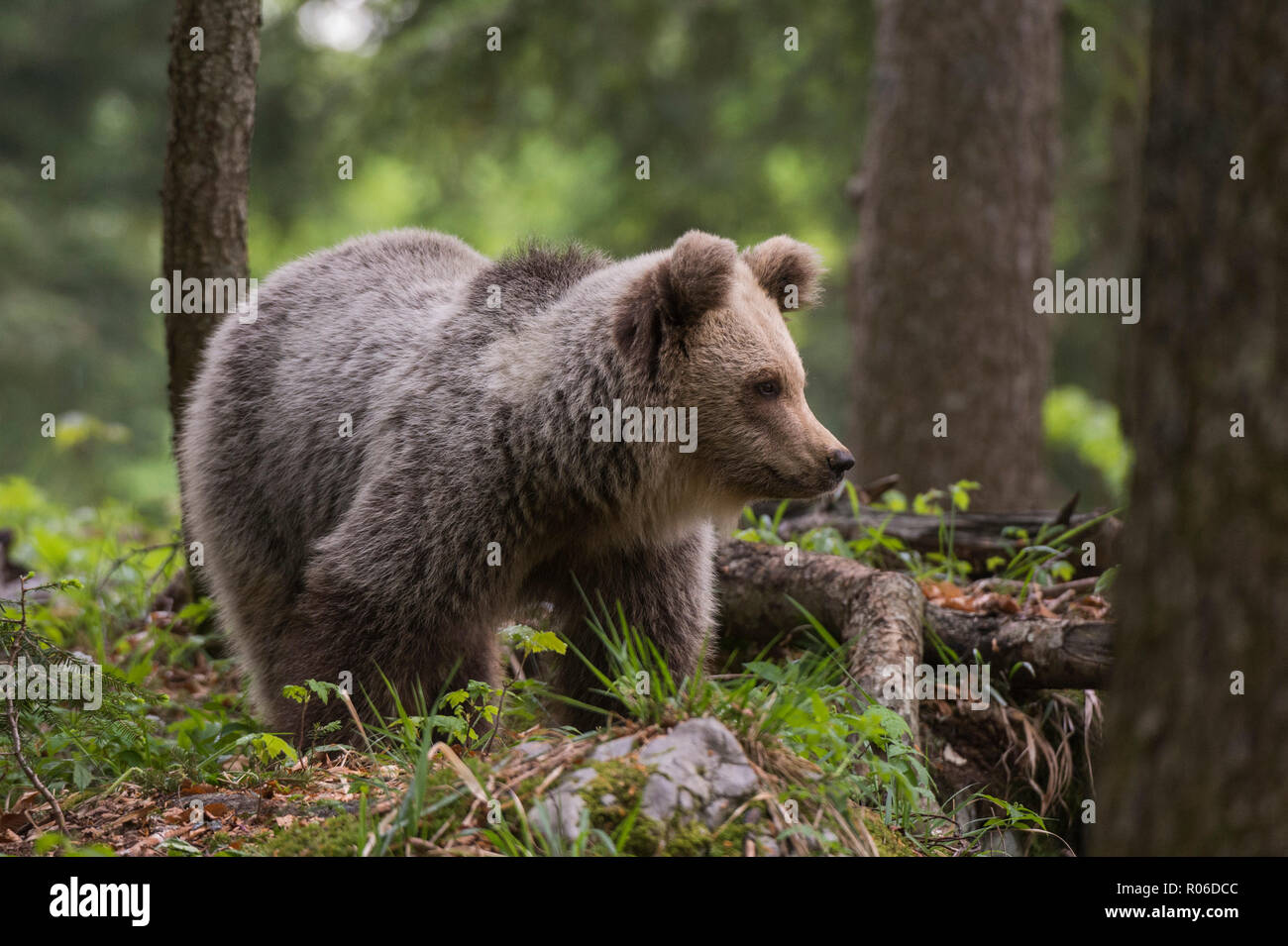 Unione l'orso bruno (Ursus arctos), Notranjska foresta, Slovenia, Europa Foto Stock