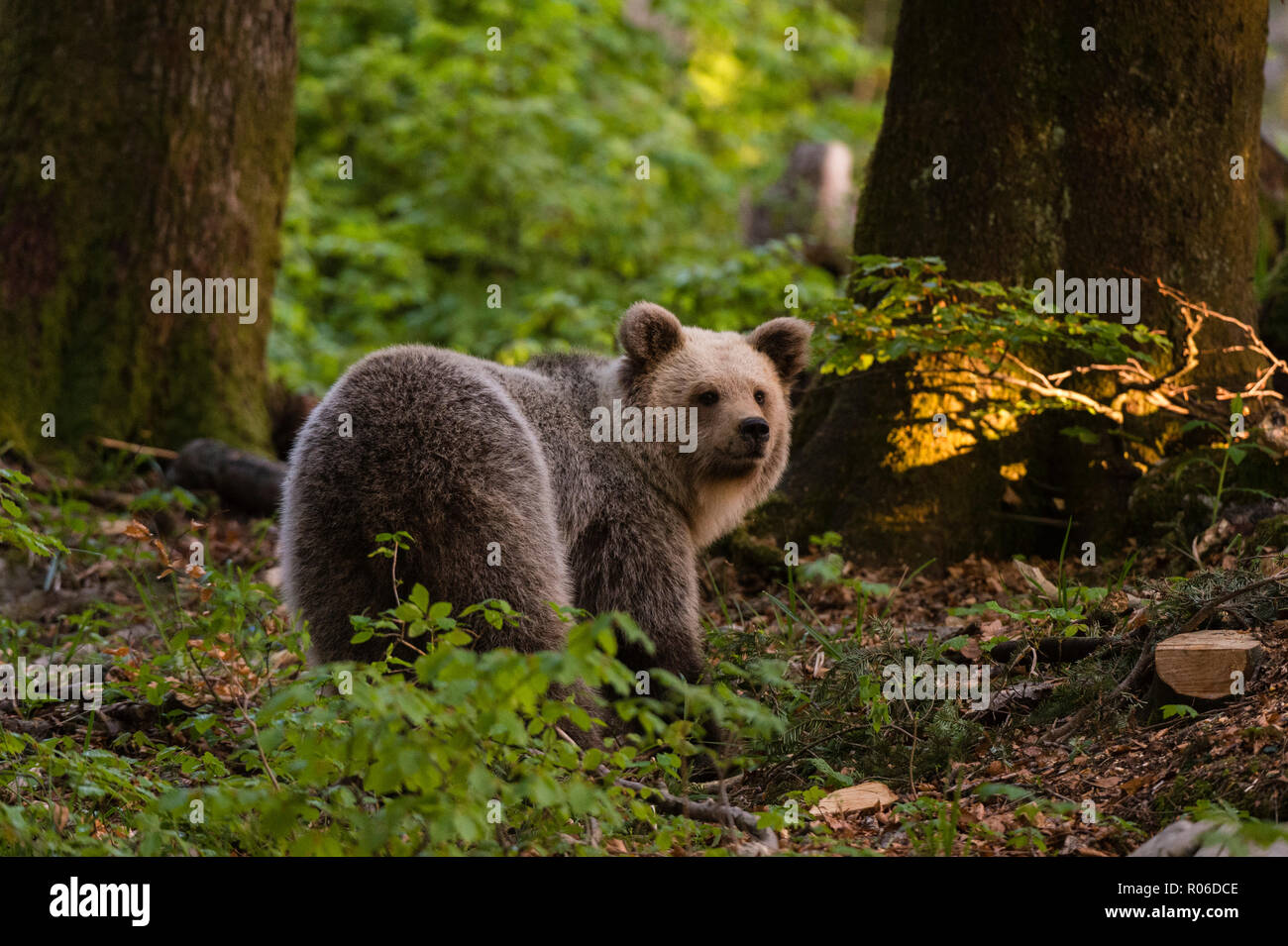 Unione l'orso bruno (Ursus arctos), Notranjska foresta, Slovenia, Europa Foto Stock
