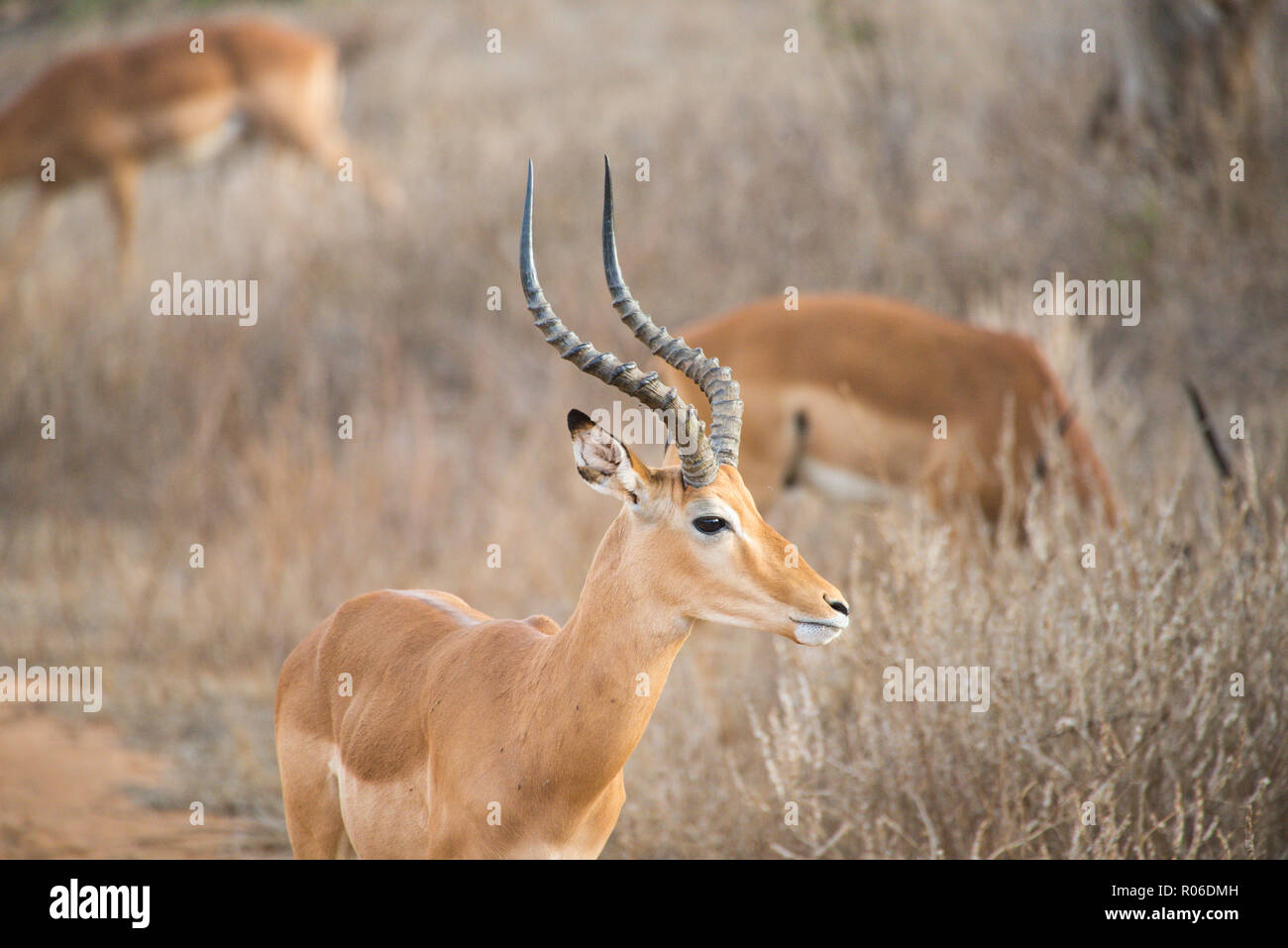 Antelope nel parco nazionale orientale di Tsavo, Kenya Foto Stock