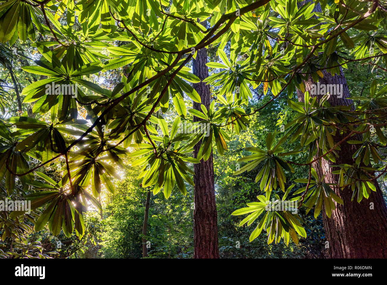 Albero con foglie palmate, VanDusen Botanical Garden, Vancouver, British Columbia, Canada Foto Stock