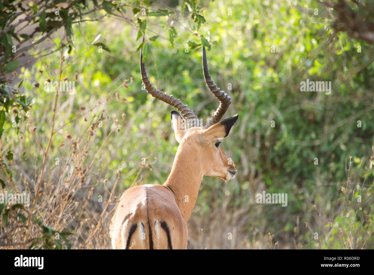 Antelope nel parco nazionale orientale di Tsavo, Kenya Foto Stock