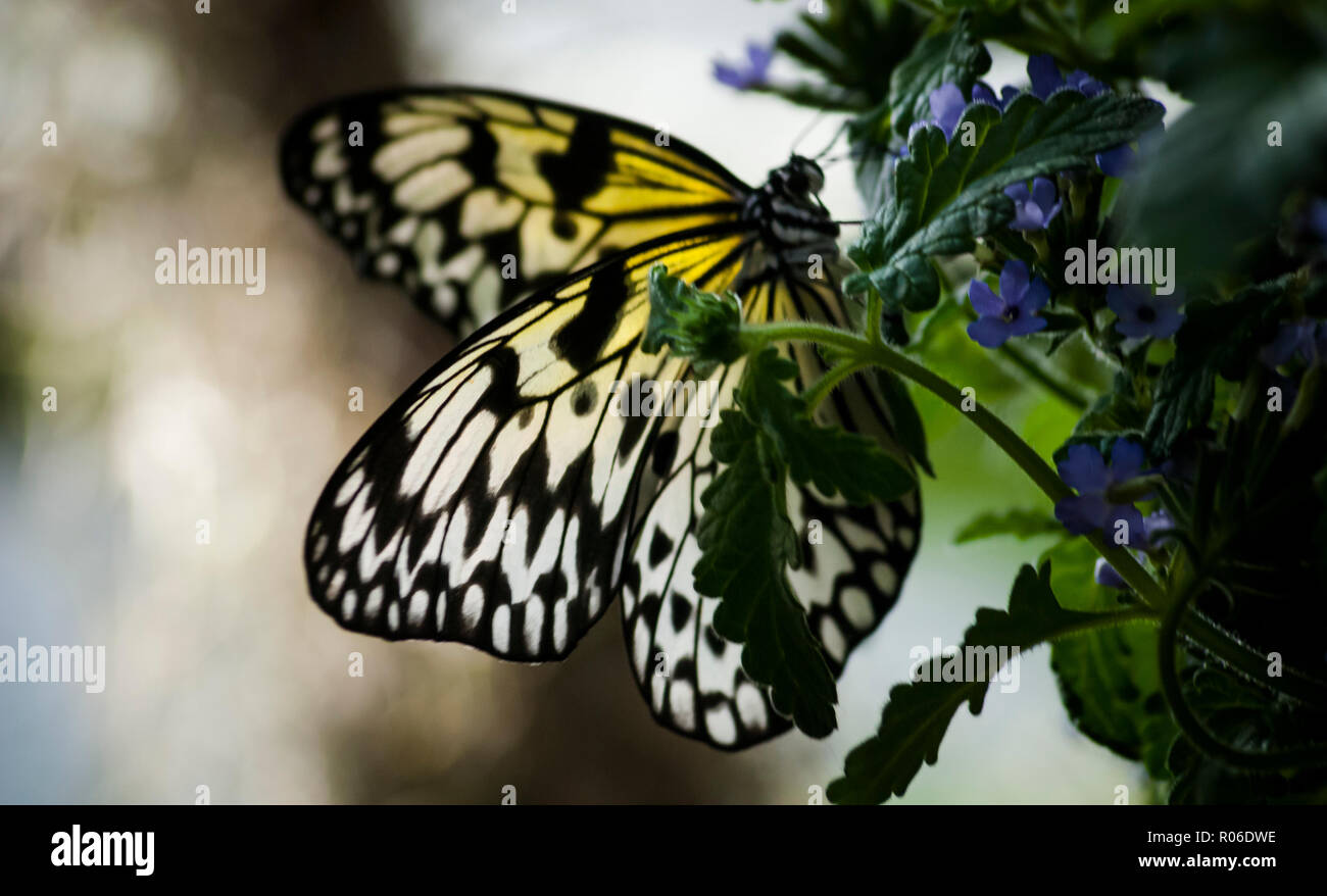 Un delicato aquilone di carta (Idea leuconoe) farfalla appoggia e alimentazioni a fiori viola in una foglia verde ambiente giungla Foto Stock