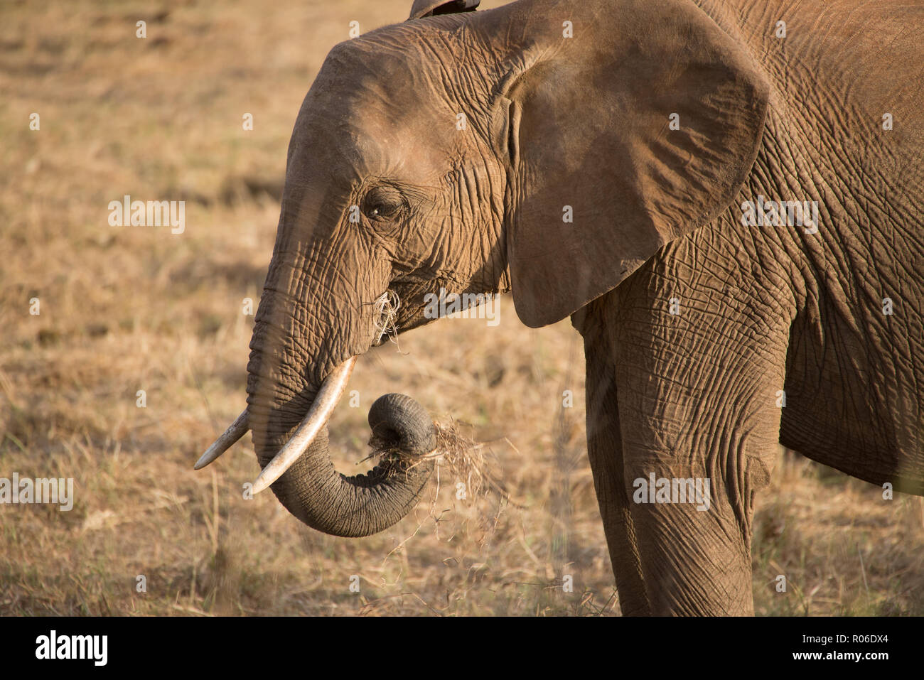 Elefante in Tsavo Est parco selvatico, Kenya Foto Stock