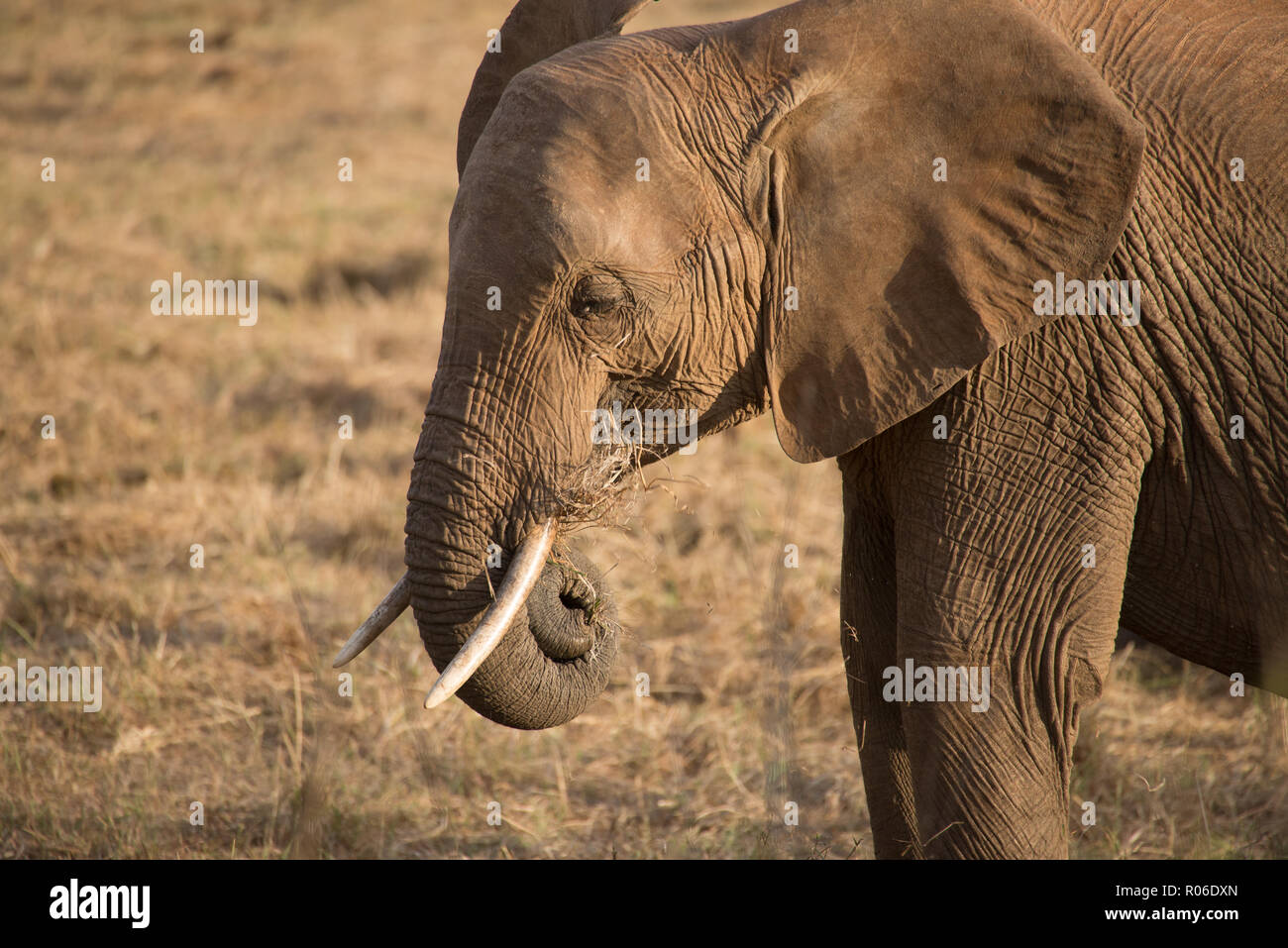Elefante in Tsavo Est parco selvatico, Kenya Foto Stock