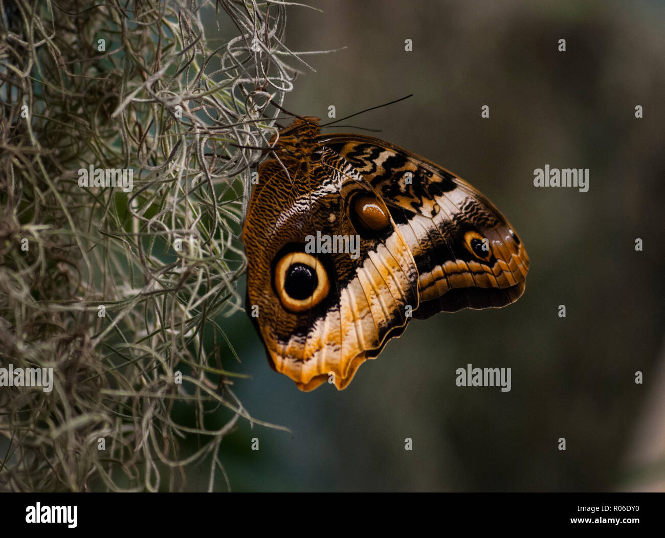 Un gigante farfalla Civetta poggia su appeso moss Foto Stock