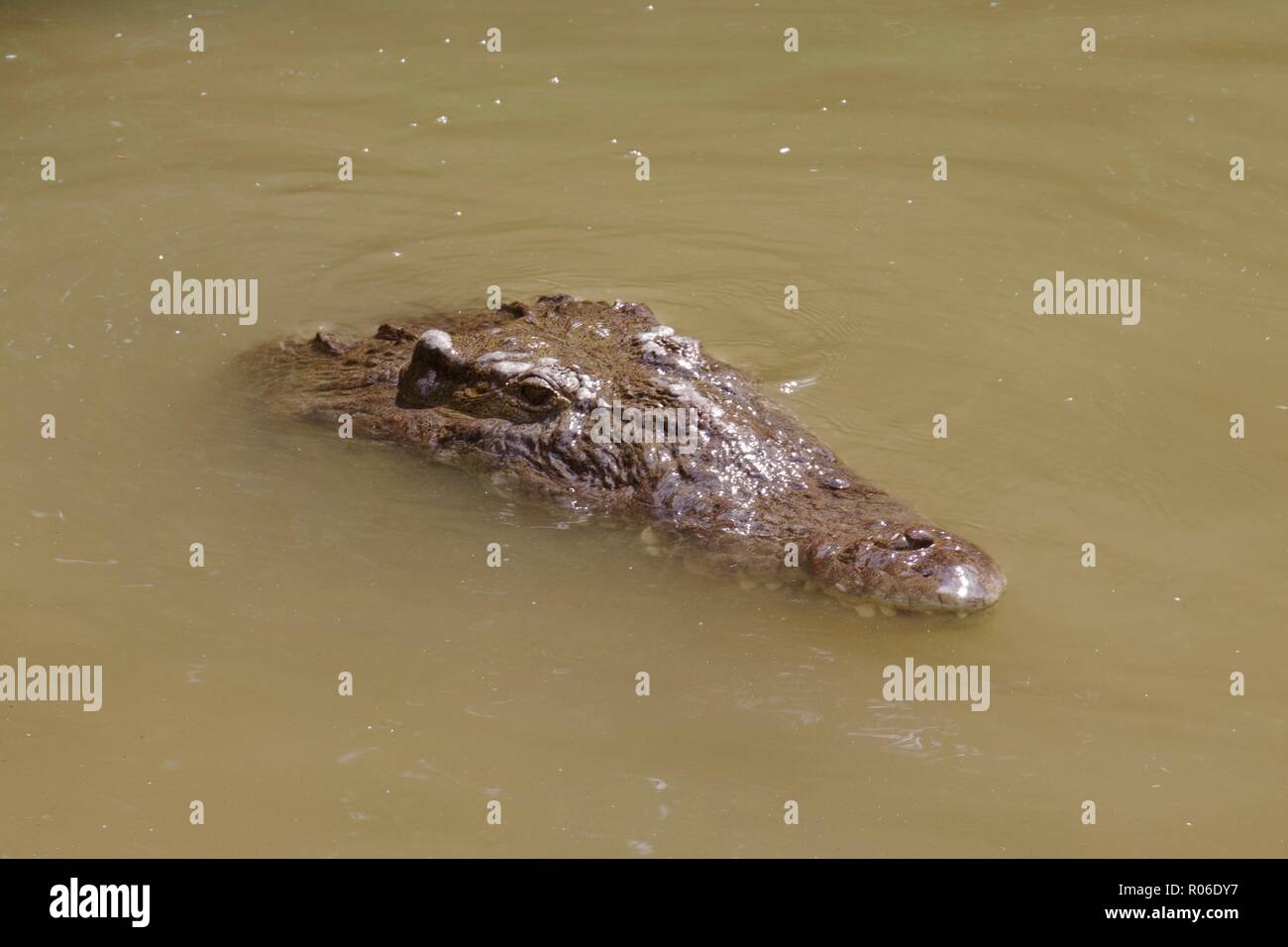 Un coccodrillo selvatico (Crocodylus acutus) nel fiume nero, Giamaica Foto Stock
