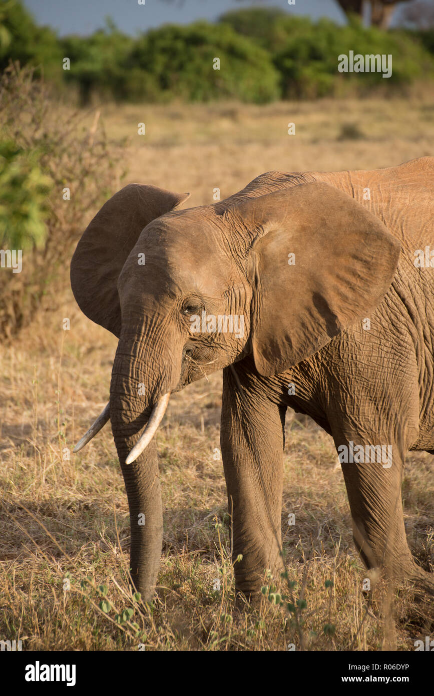 Elefante nel Parco Nazionale dello Tsavo, Kenia Foto Stock