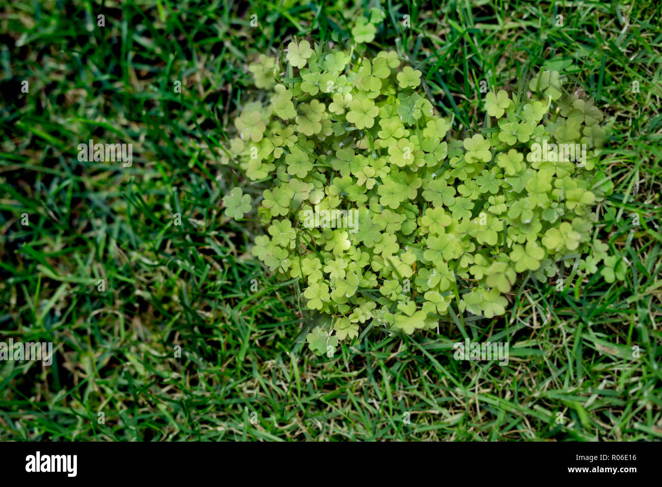 Erba verde cuore formato dello sfondo. Natura astratta amore concetto Foto Stock