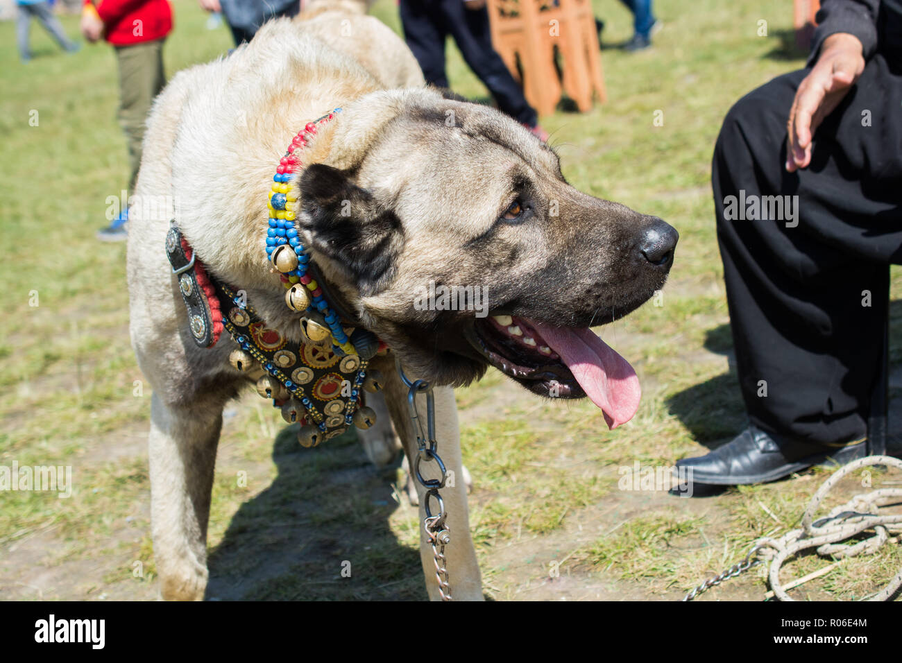 Bagno turco razza cane pastore Kangal come bestiame cane guardia Foto Stock