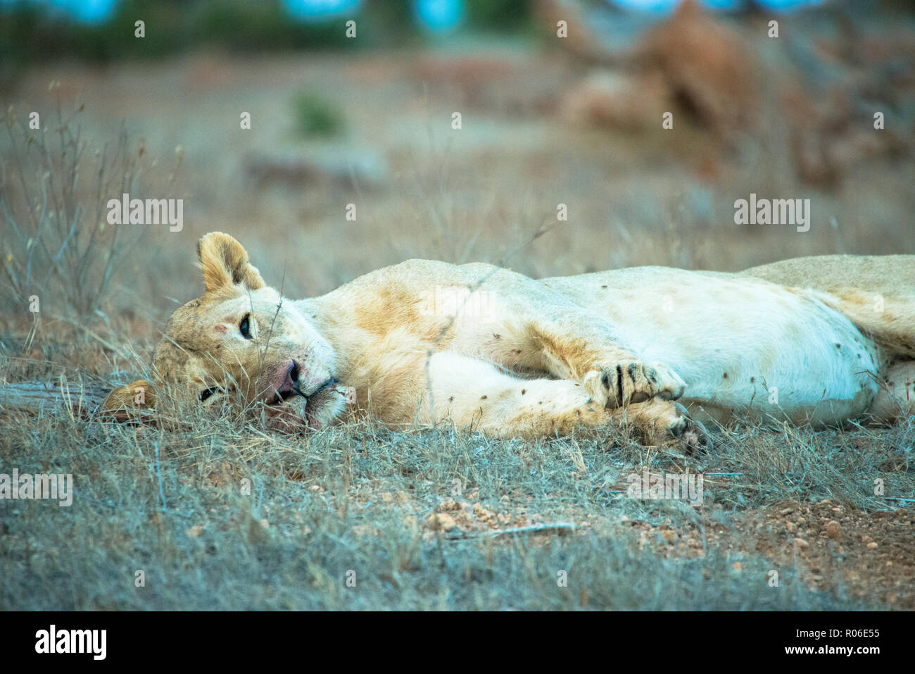 Lion nel parco nazionale orientale di Tsavo, Kenya Foto Stock