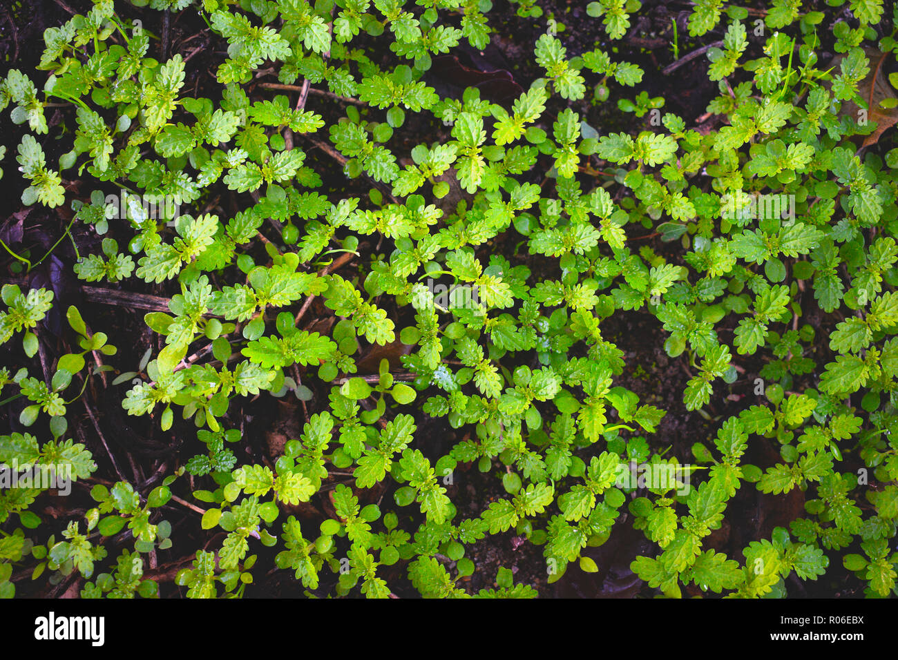 Erba fresca in autunno. Arazzo di ortiche verde su un autunnale di suolo umido. Verde. Modello di vegetali sfondo. Foto Stock