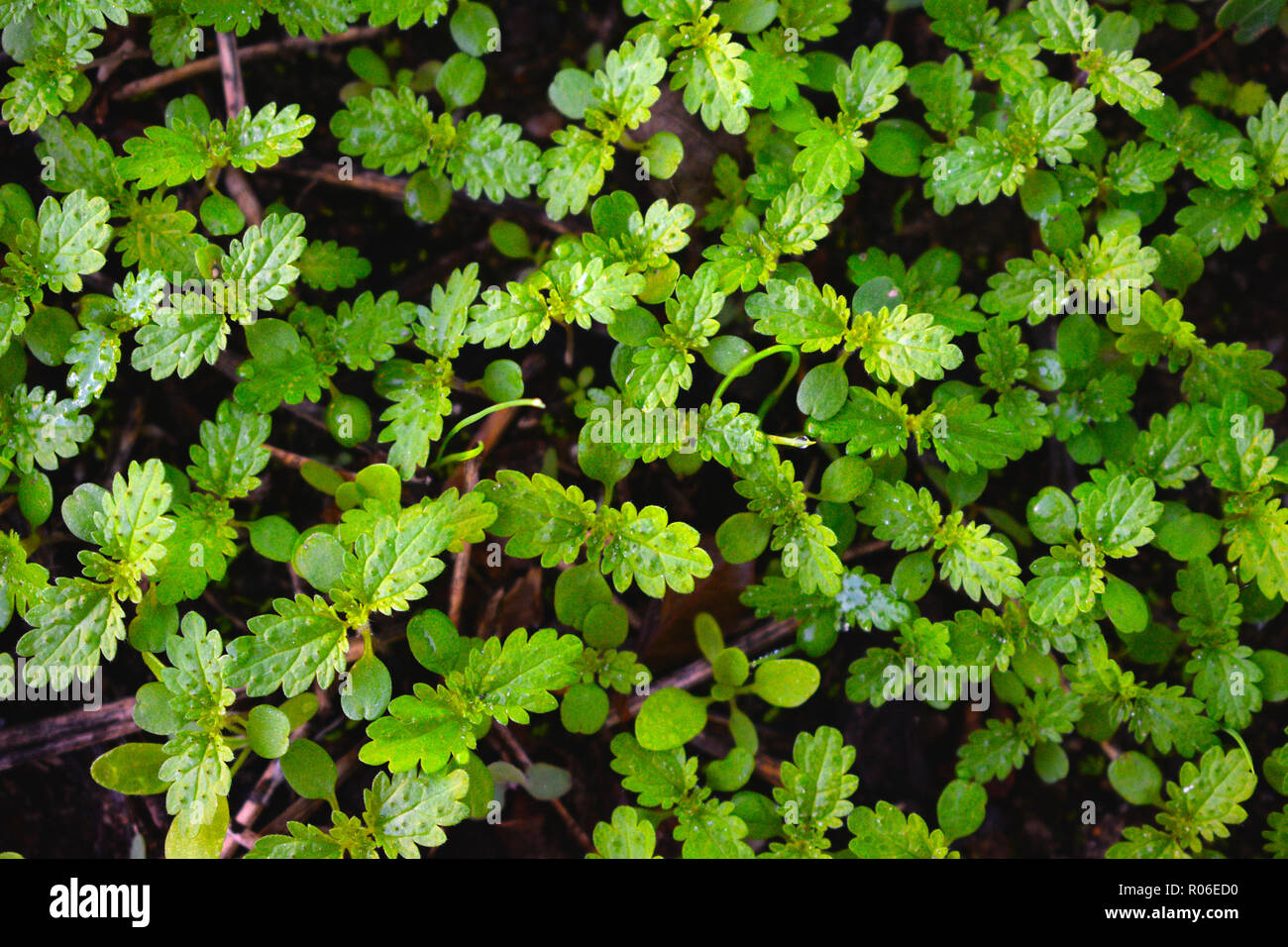Verde e fresco in autunno. Arazzo di ortiche verde su un autunnale di suolo umido. Verde. Modello di vegetali sfondo. Foto Stock