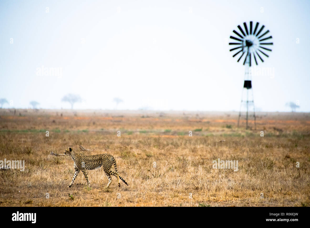 Cheetah nel parco nazionale orientale di Tsavo, Kenya, Africa Foto Stock