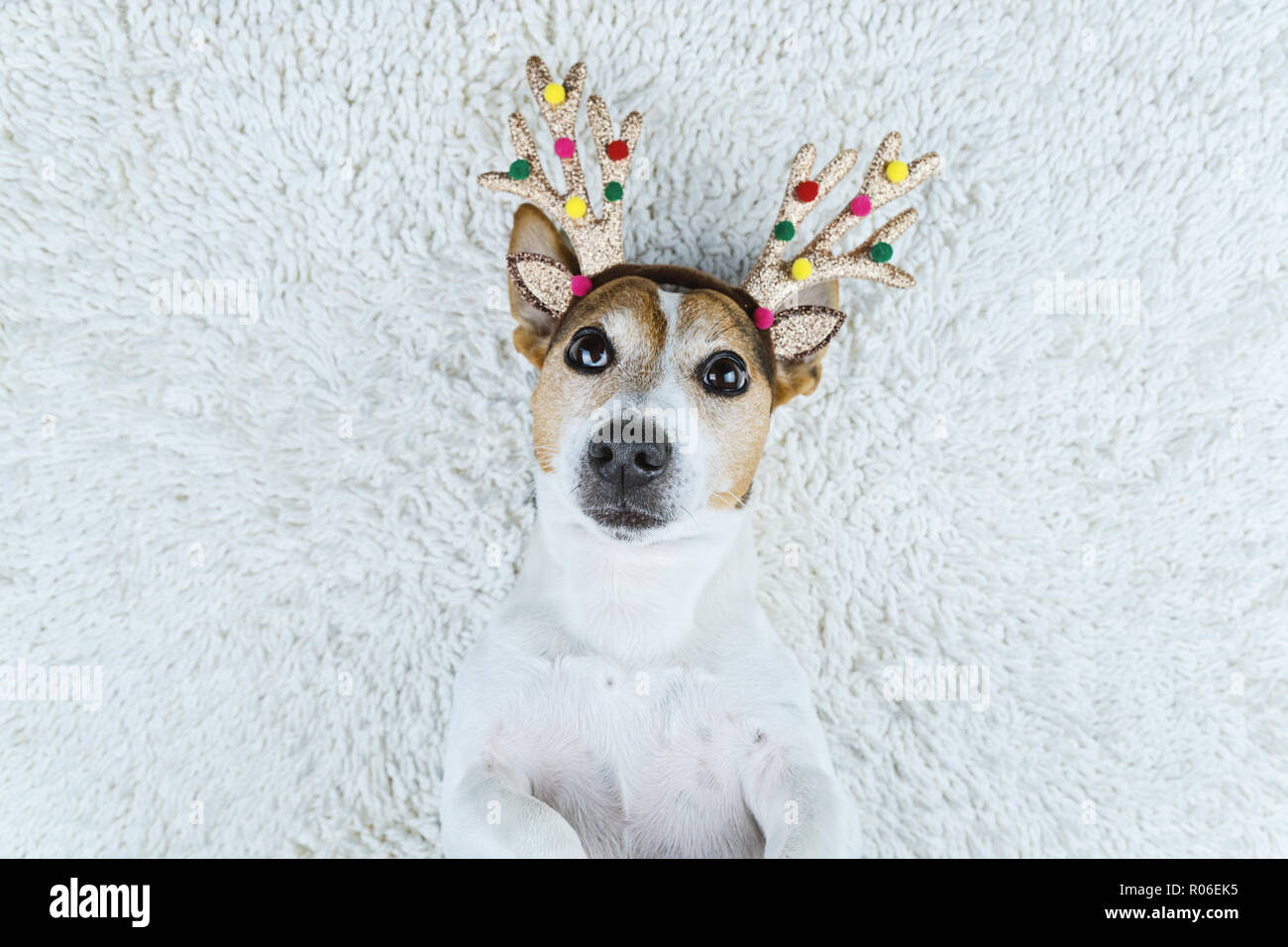 Divertente e carino jack russell terrier cane in oro di Natale di corna di cervo sul tappeto bianco. Nuovo anno e Xmas greeting card concept, vista sopra, spazio di copia Foto Stock