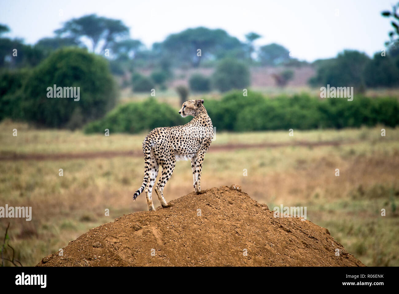 Cheetah nel parco nazionale orientale di Tsavo, Kenya, Africa Foto Stock