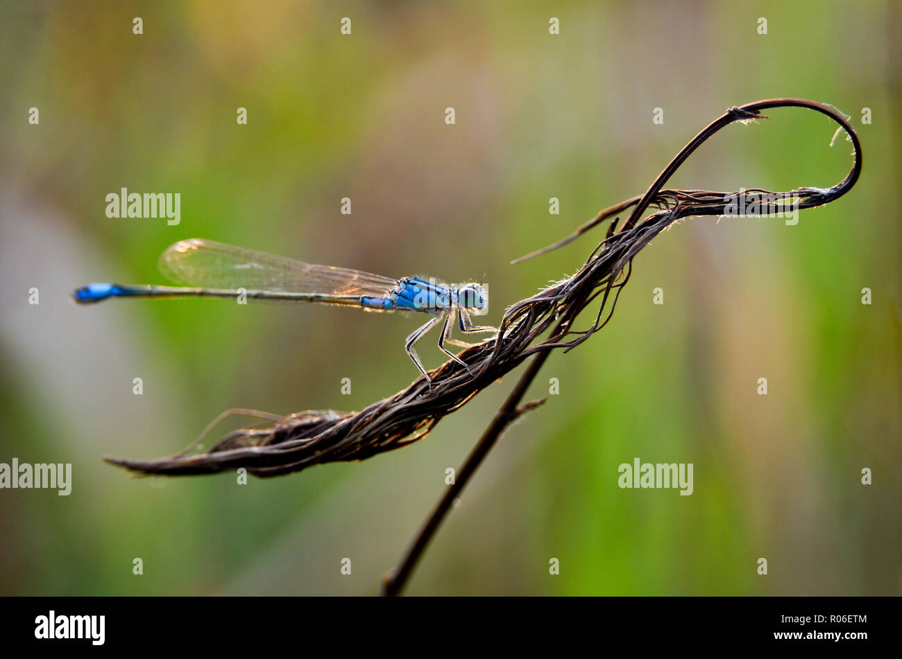 libellula Foto Stock