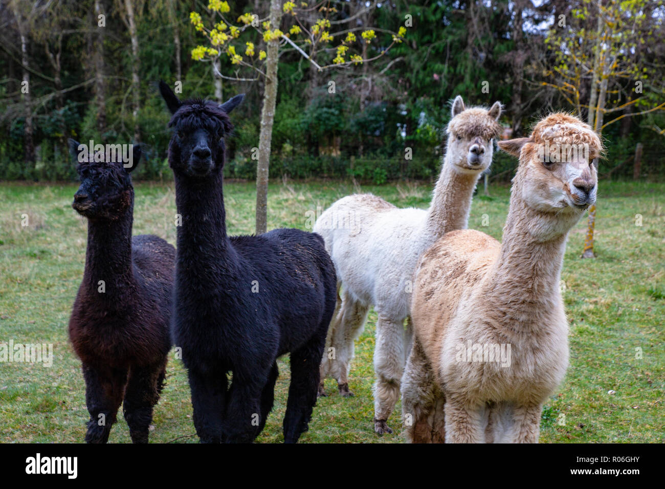 Quattro alpaca in una fattoria campo sono molto curioso creature Foto Stock