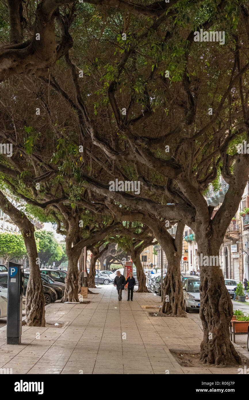 Viale di alberi intrecciati, Palermo, Sicilia Foto Stock