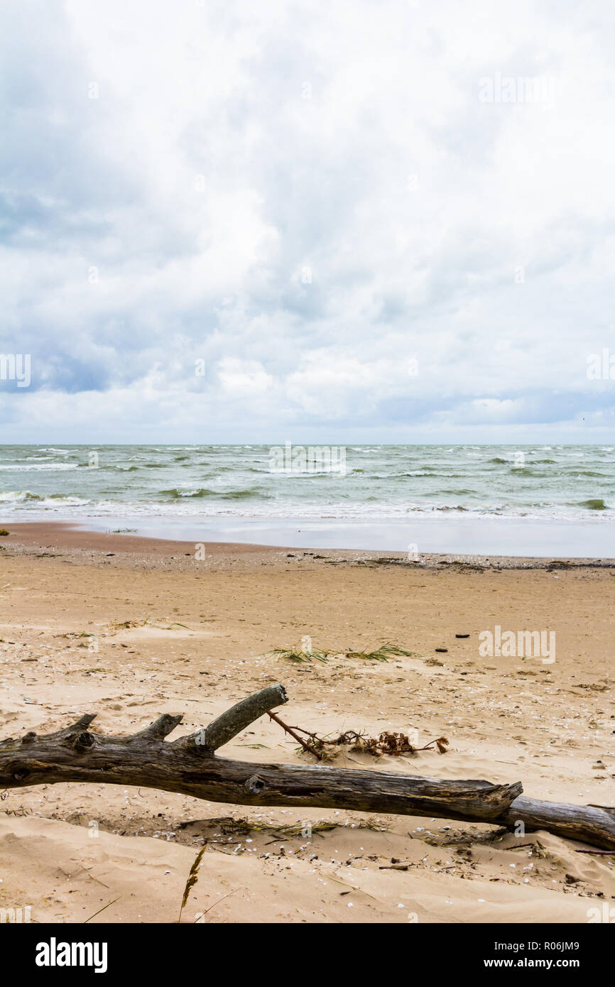 Mar baltico con driftwood sulla spiaggia Foto Stock
