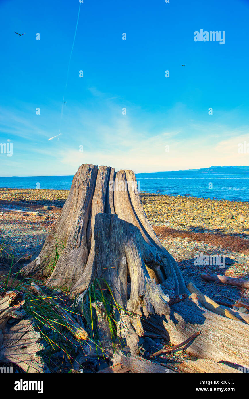 Vista di Rathtrevor Beach Parco provinciale durante la bassa marea in Isola di Vancouver, BC, Canada Foto Stock