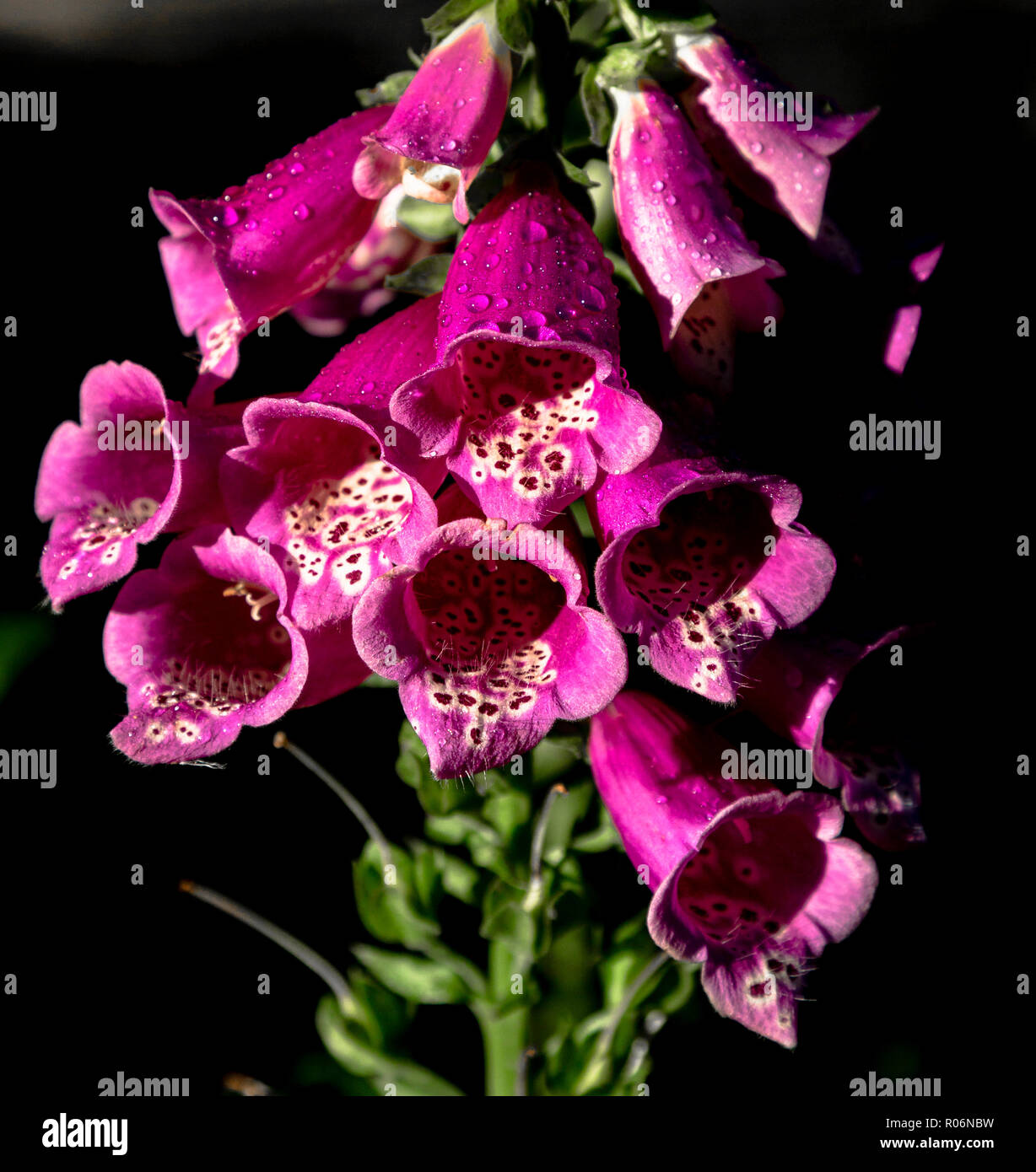 Un foxglove (Digitalis purpurea) close up. Regno Unito. Foto Stock