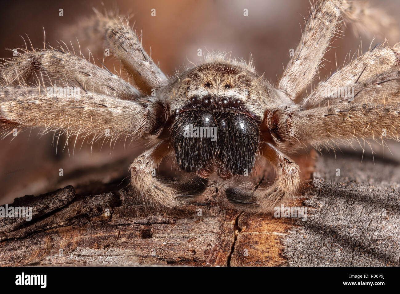 Gigantesco ragno granchio, Olios giganteus Foto Stock