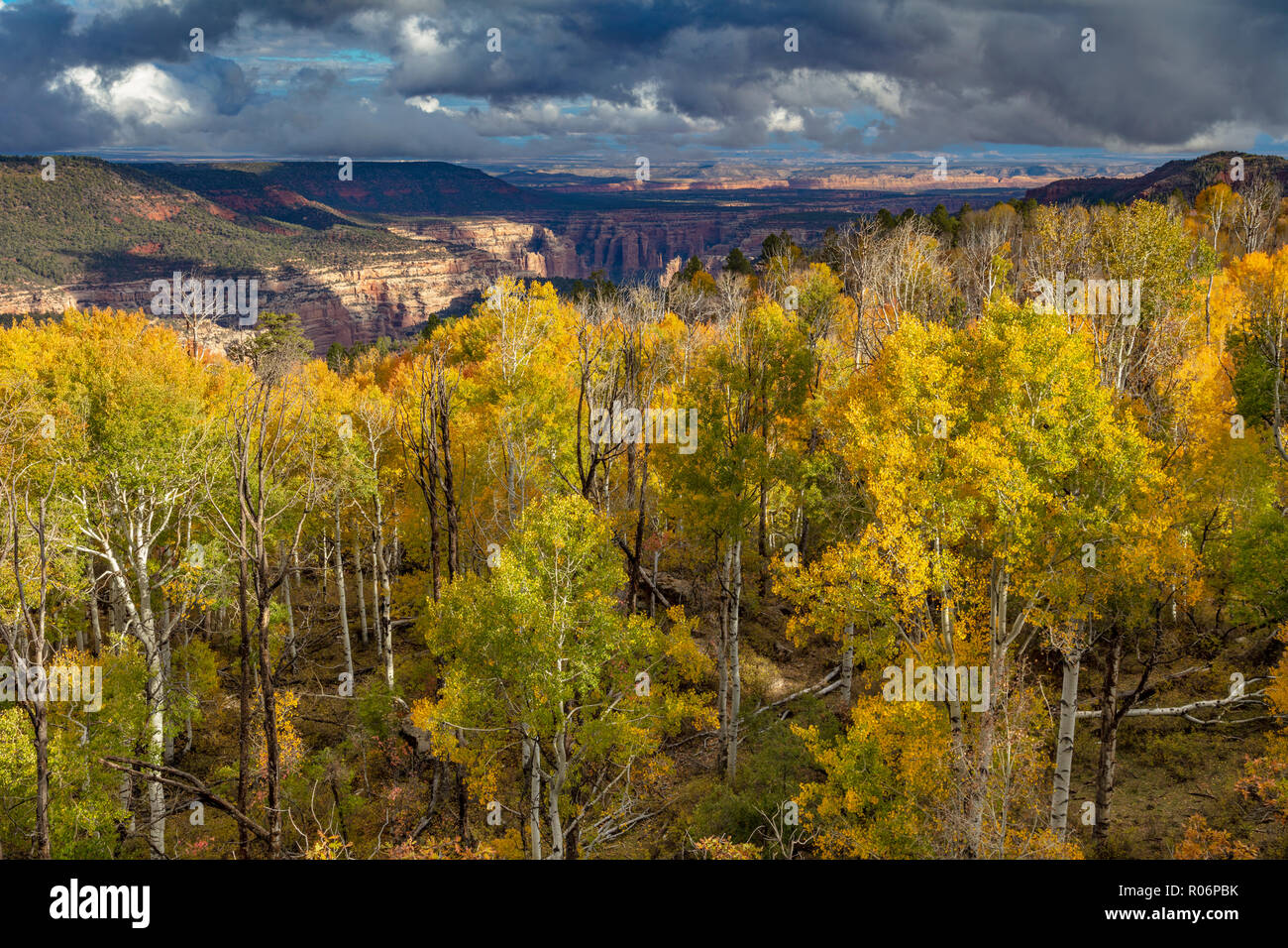 Modifica di Aspen - Southern Utah Montagne Foto Stock