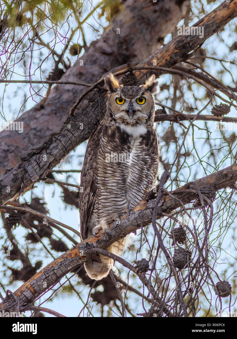 Grande Gufo cornuto, Bubo virginianus - Arizona Foto Stock