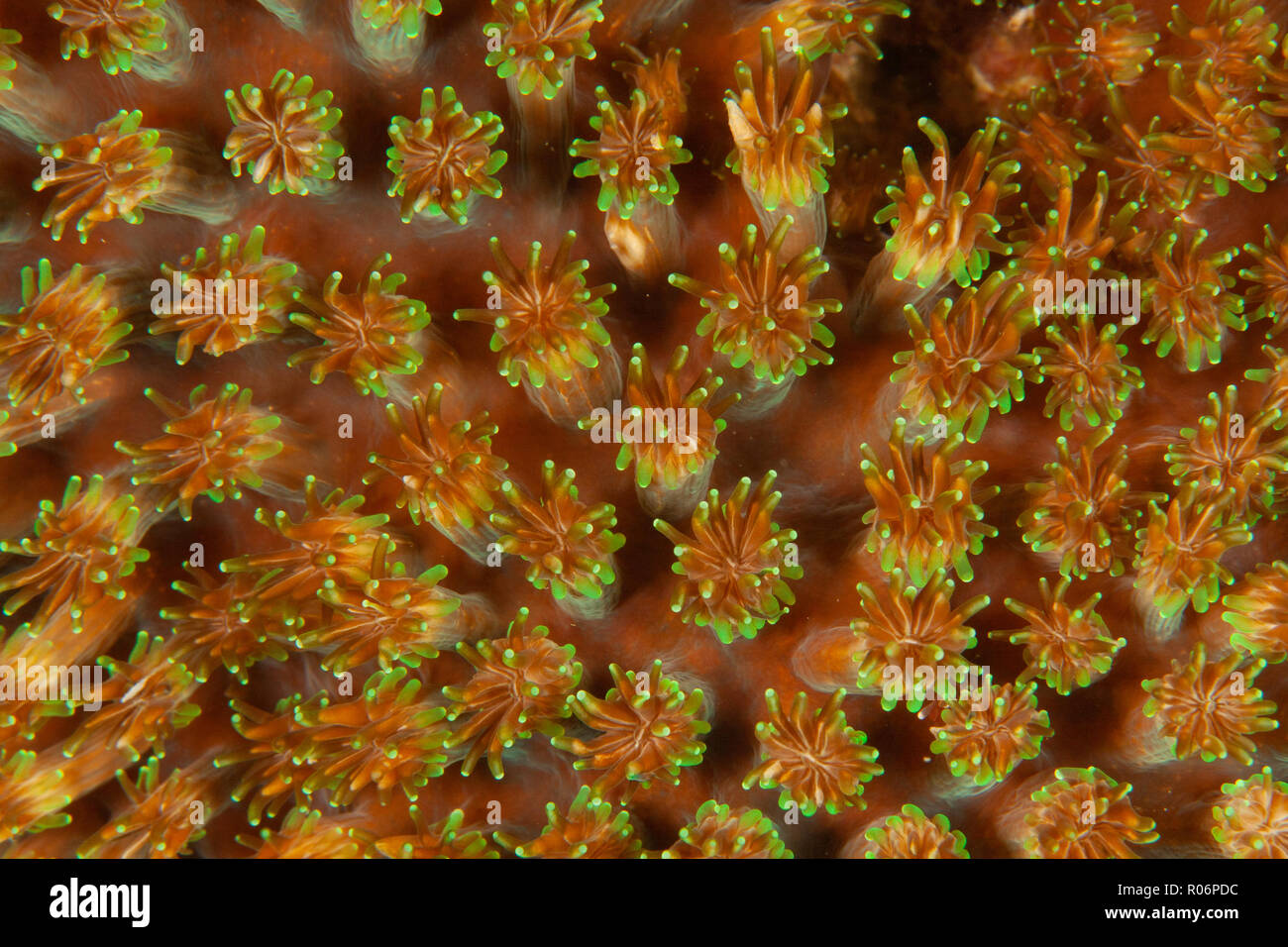 Sana coralli vivi,Kontiki Reef,,Mactan Cebu, Filippine Foto Stock