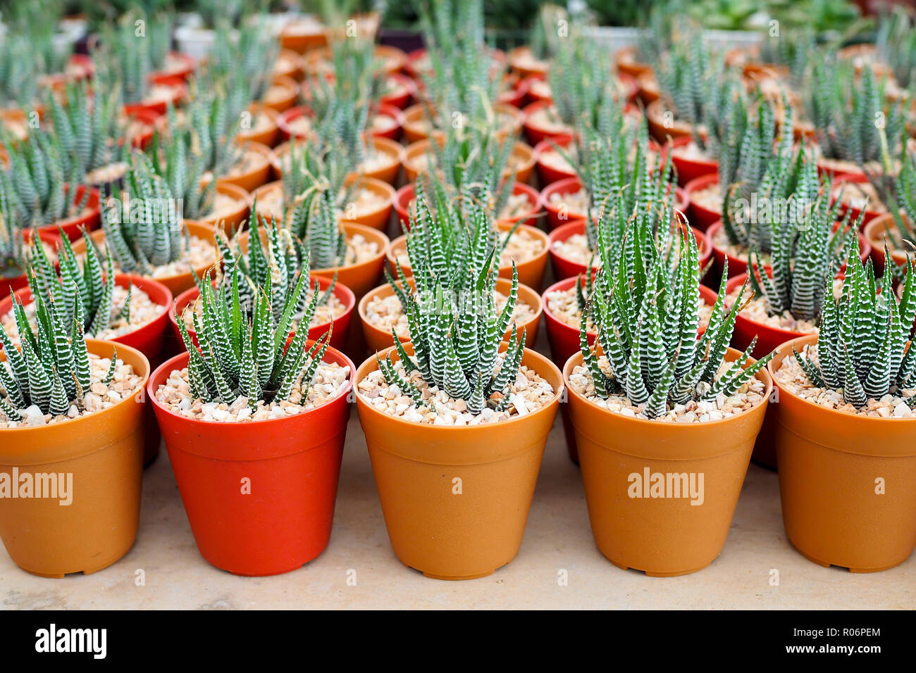 Decorativo succulente in miniatura piante in vaso, Aloe Vera, concetto Houseplant Foto Stock