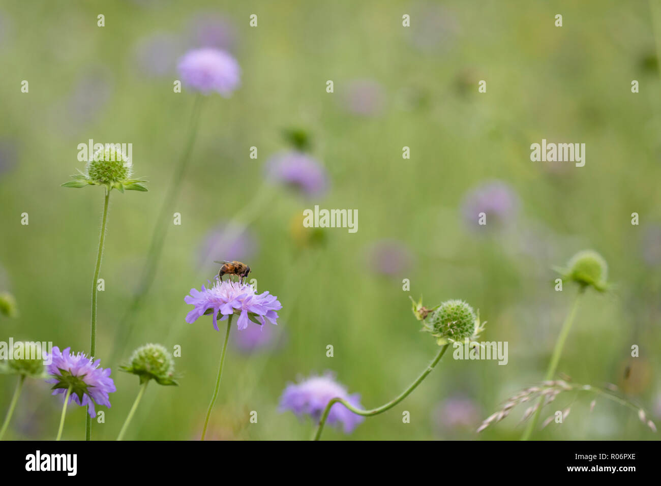 Un hoverfly alimentazione su un campo scabious in ricchi di specie di fiori selvatici prato in Bohinj, Slovenia. Foto Stock