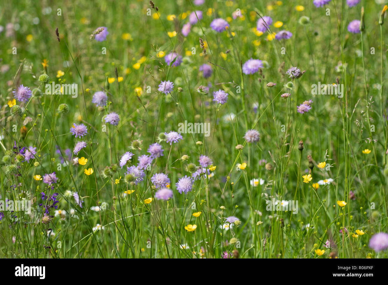 Un ricchi di specie di fiori selvatici prato in piena fioritura durante la tarda primavera. Prese vicino a Bohinj, Slovenia. Foto Stock
