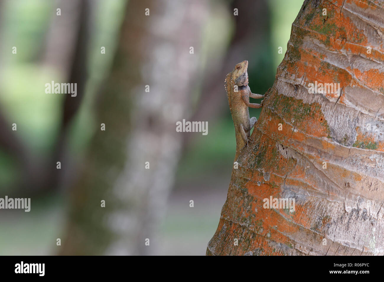 Modificabile Lizard su albero sulle rive della Baia di Marina Singapore Foto Stock