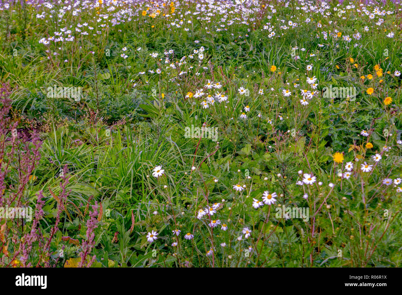 Prato con erba verde e fiori. Little White Daisy. Foto Stock