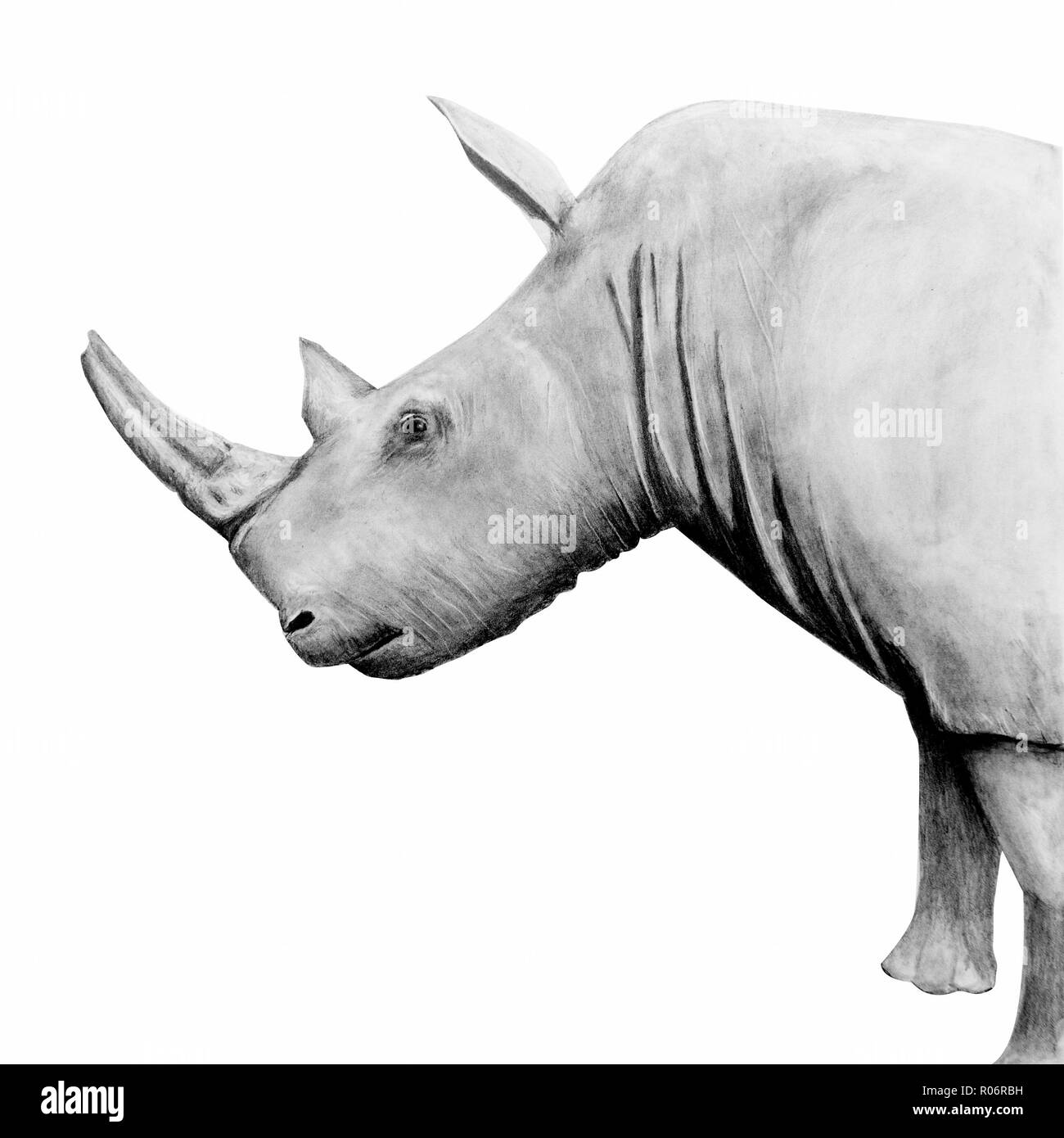 White Rhino illustrazione, in grafite, profilo laterale testa, zampe anteriori e le corna Foto Stock
