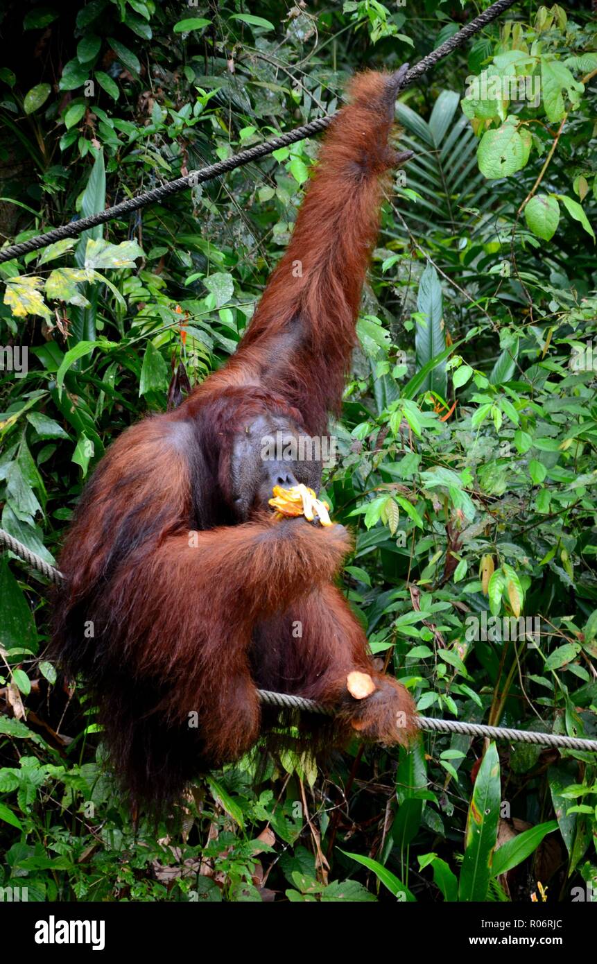 Un grande orangutano pende su corda e albero mentre mangia Bananas Semenggoh Riserva naturale santuario Kuching Sarawak Malesia Foto Stock