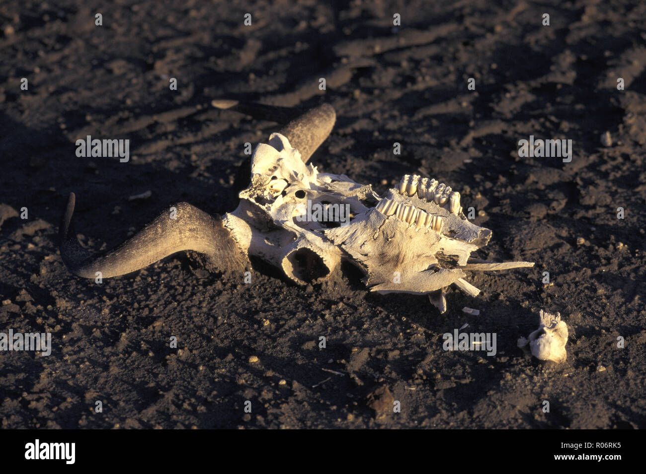 Non 1097694 GNU MIGRAZIONE CRANIO CASUALTY Connochaetes gnou. Parco Nazionale del Serengeti Tanzania Africa orientale Foto Stock