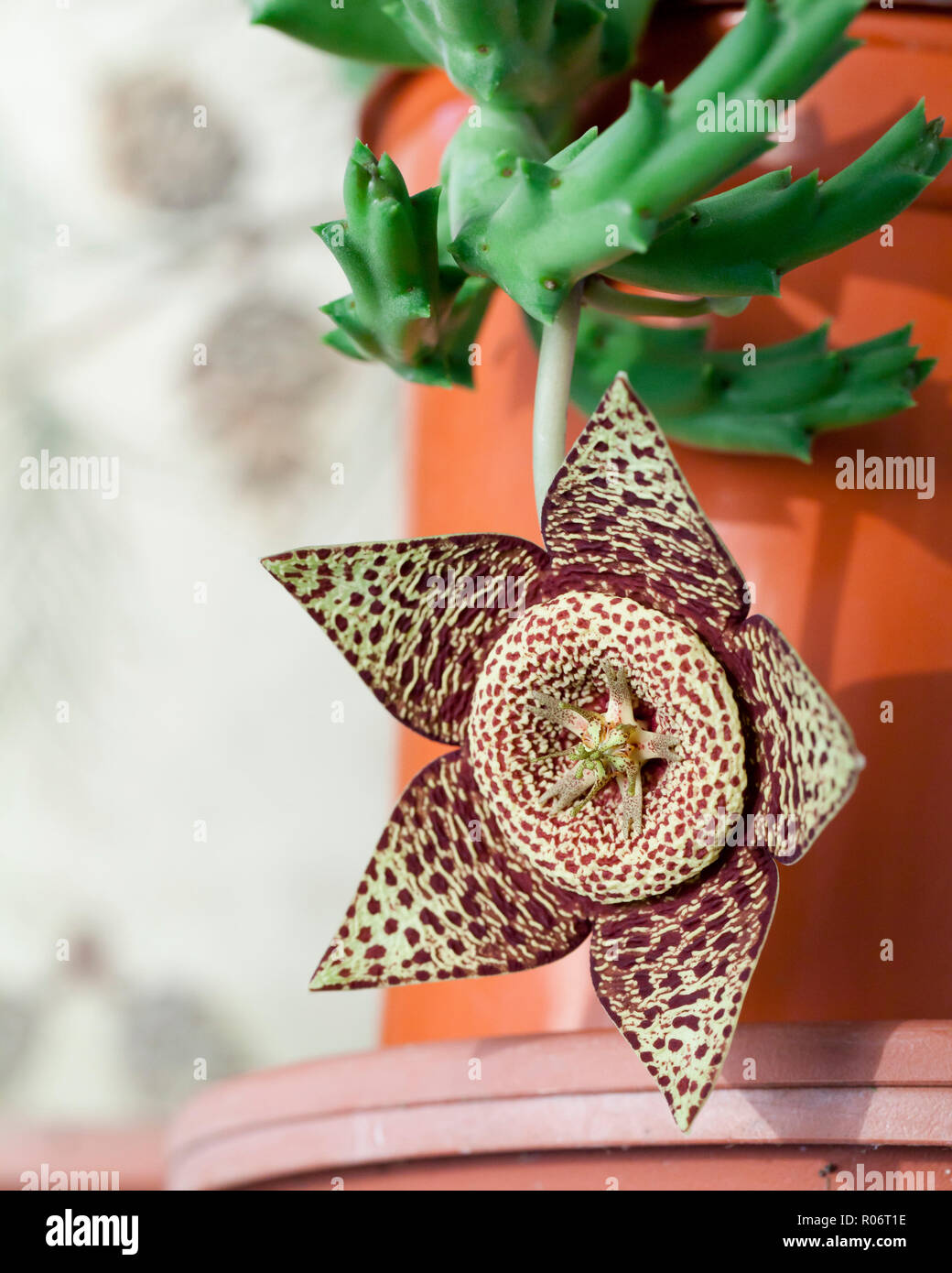 Starfish impianto, aka Starfish Cactus, Stella Fiore, Carrion Cactus, Carrion Flower, Toad Cactus, Toad impianto (Orbea variegata) Foto Stock