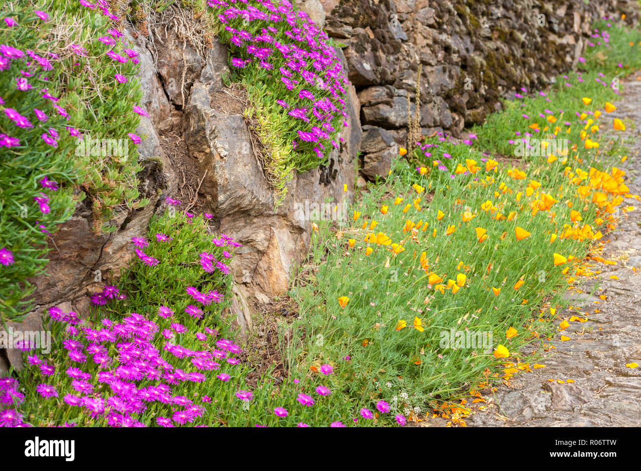 Colouful fiori selvatici dalla crescente e il vecchio muro di pietra Foto Stock