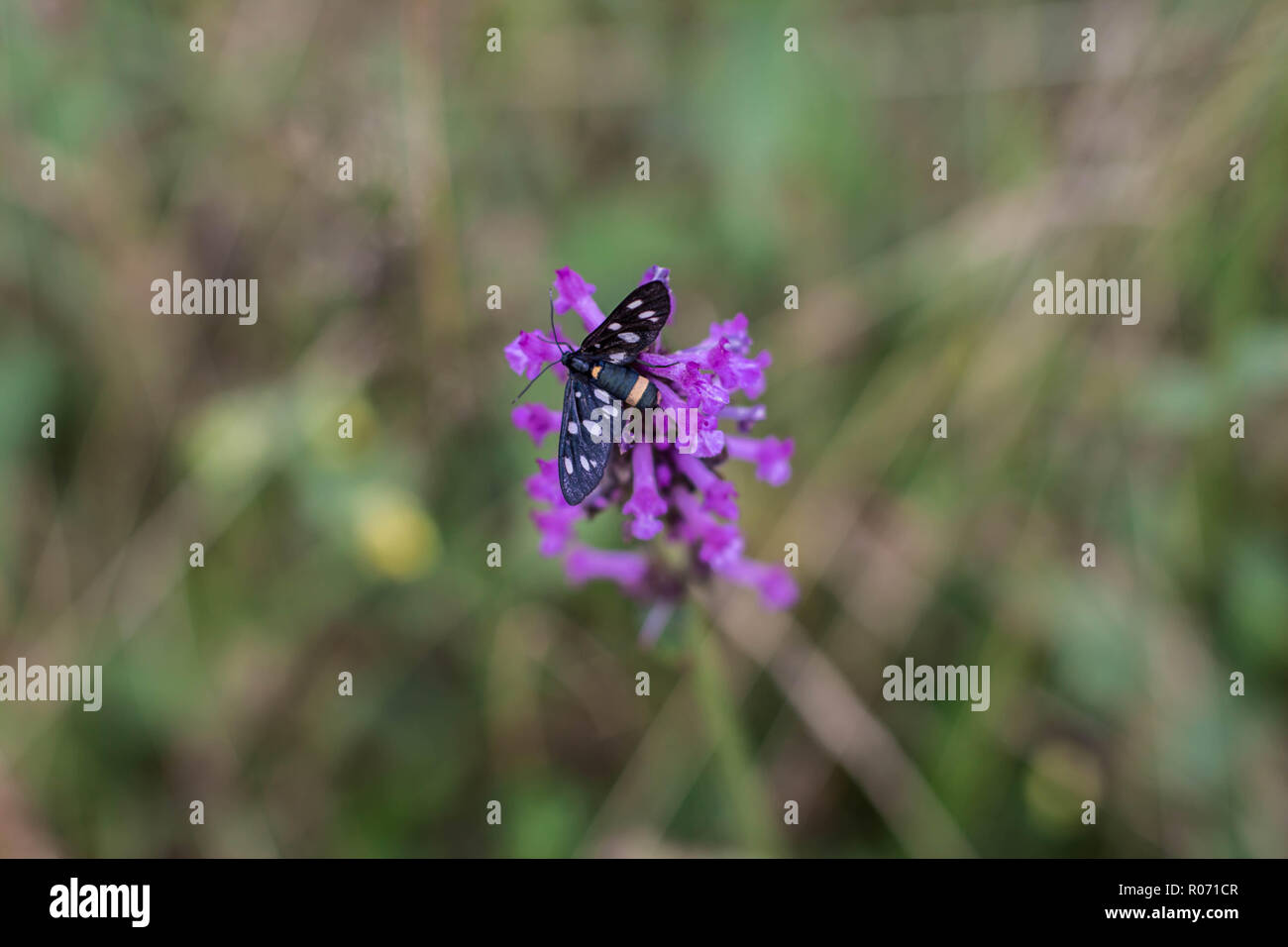 Singola falda a nove macchie, nome latino Amata phegea sul officinalis Stachys Foto Stock