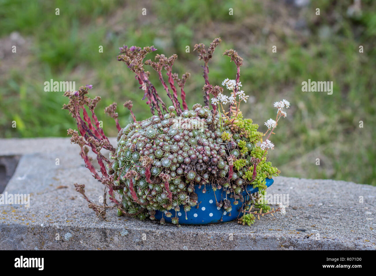 Vecchia cucina blu pentola con bianco polka puntini come flowerpot Foto Stock