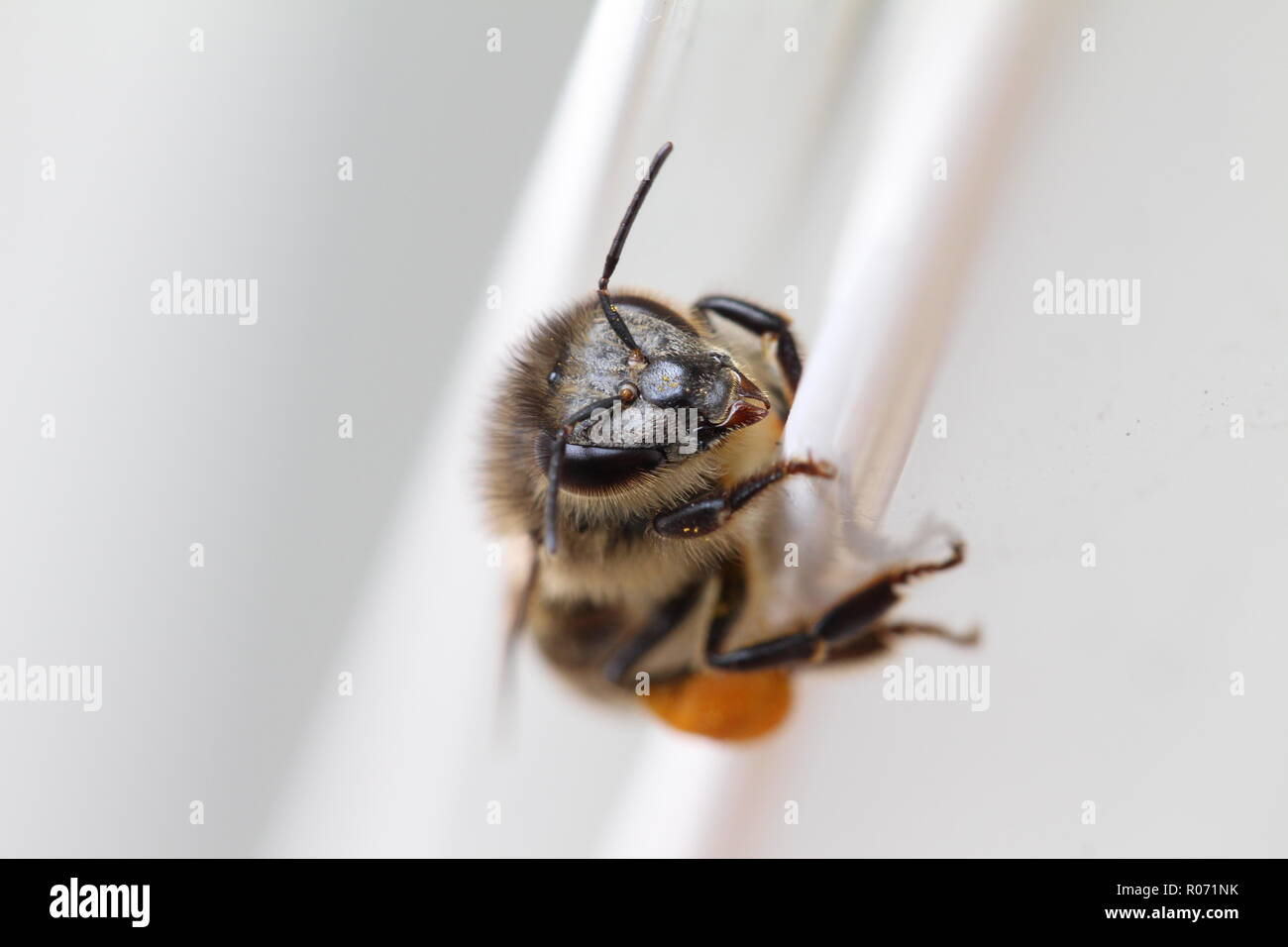 Es abeilles (Anthophila) forment clade delle Nazioni Unite d'insectes hyménoptères de la superfamille des apoïdes. Au moins 20 000 espèces d'abeilles sont répertoriées Foto Stock