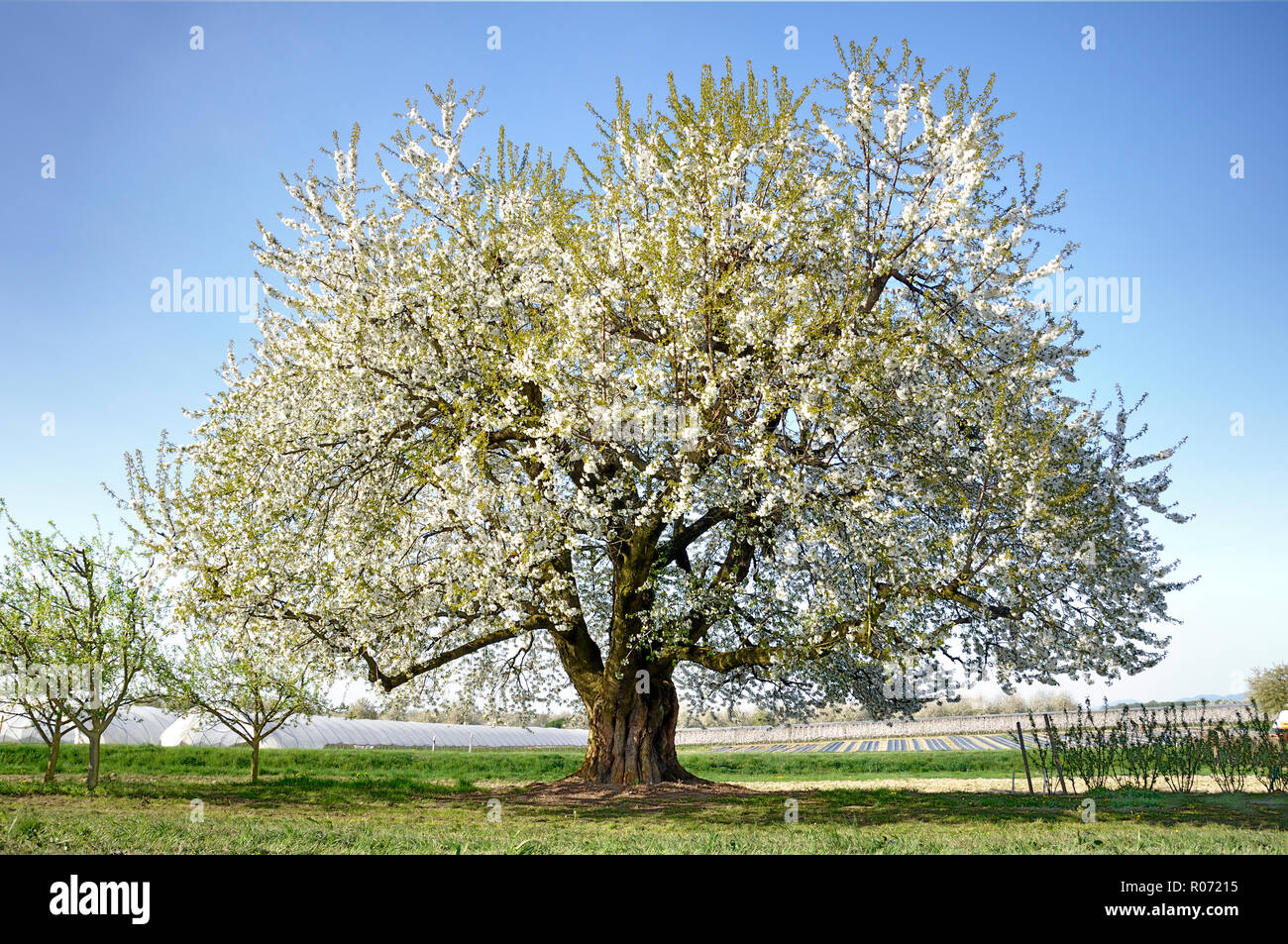 Fiore di Ciliegio albero in primavera Foto Stock